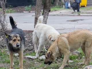 Toddler Mauled to Death By Stray Dogs in Hyderabad - Punjab Narrative