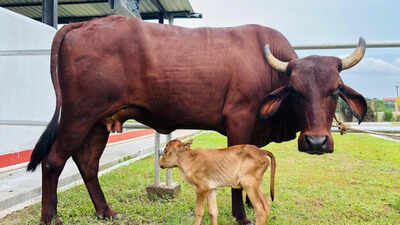 The world’s first IVF female calf of the Lakhimi breed - native to Assam - has been born at the Assam Veterinary and Fishery University. Assam achieves historic milestone with IVF-born indigenous Lakhimi calf: CM Sarma