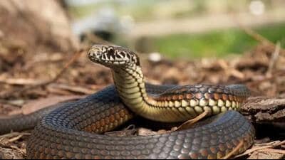 The health department has advised people to keep houses and surroundings clear of garbage, debris and materials that can provide shelter to rodents and snakes. (HT) The health department has advised people to keep houses and surroundings clear of garbage, debris and materials that can provide shelter to rodents and snakes. (HT)