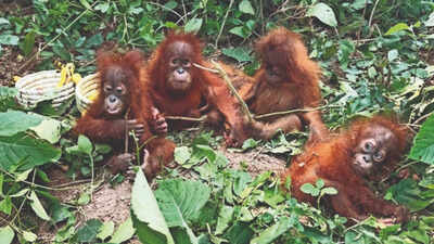 File photo: Five baby orangutans were discovered in a Balasore forest, baffling wildlife officials Indonesia seeks to repatriate five baby orangutans found in Odisha; trafficking network suspected