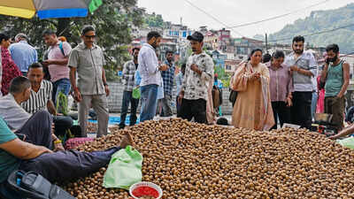 A street vendor sells walnuts on the occasion of the Sayar festival, in Mandi on Wednesday. (ANI Photo) Kashmir cracks walnut success code, turns to medium-sized, grafted trees