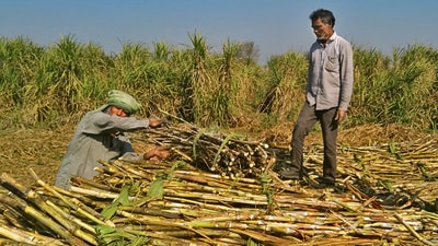 The acreage decline has come despite efforts by the Haryana government to encourage farmers to continue with sugarcane cultivation. (HT Photo) The acreage decline has come despite efforts by the Haryana government to encourage farmers to continue with sugarcane cultivation. (HT Photo)