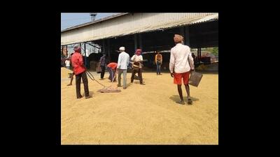 The early varieties are among the first basmati varieties to enter Haryana’s markets and generally attract considerable interest from rice millers and exporters. (HT File) The early varieties are among the first basmati varieties to enter Haryana’s markets and generally attract considerable interest from rice millers and exporters. (HT File)