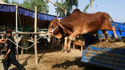 Acquitting a person convicted by a trial court and Chhattisgarh HC for illegally transporting 32 bulls under Chhattisgarh Agricultural Cattle Preservation Act, 2004, a bench of Justices J B Pardiwala and K Vinod Chandran said police have failed to establish the intention of the accused. Can't invoke anti-slaughter law in case of mere illegal cattle transportation: SC