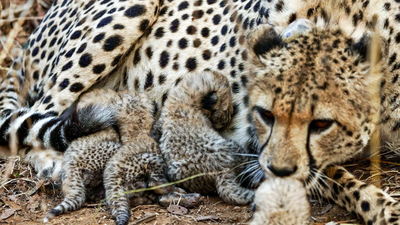 19-month-old radio-collared male cheetah, an offspring of Namibia-born Cheetah Nirva, was found injured on Oct 25 Centre deputes a high-level team to investigate death of Cheetah, caused by firearm pellet injuries, in Madhya Pradesh