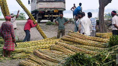 File photo: Sugarcane at a market, in Guwahati Government set to halt sugarcane juice, B-heavy molasses diversion for ethanol