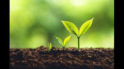 The order came from the HC on an application moved by the hospital seeking permission for cutting of 22 trees. (Shutterstock) The order came from the HC on an application moved by the hospital seeking permission for cutting of 22 trees. (Shutterstock)
